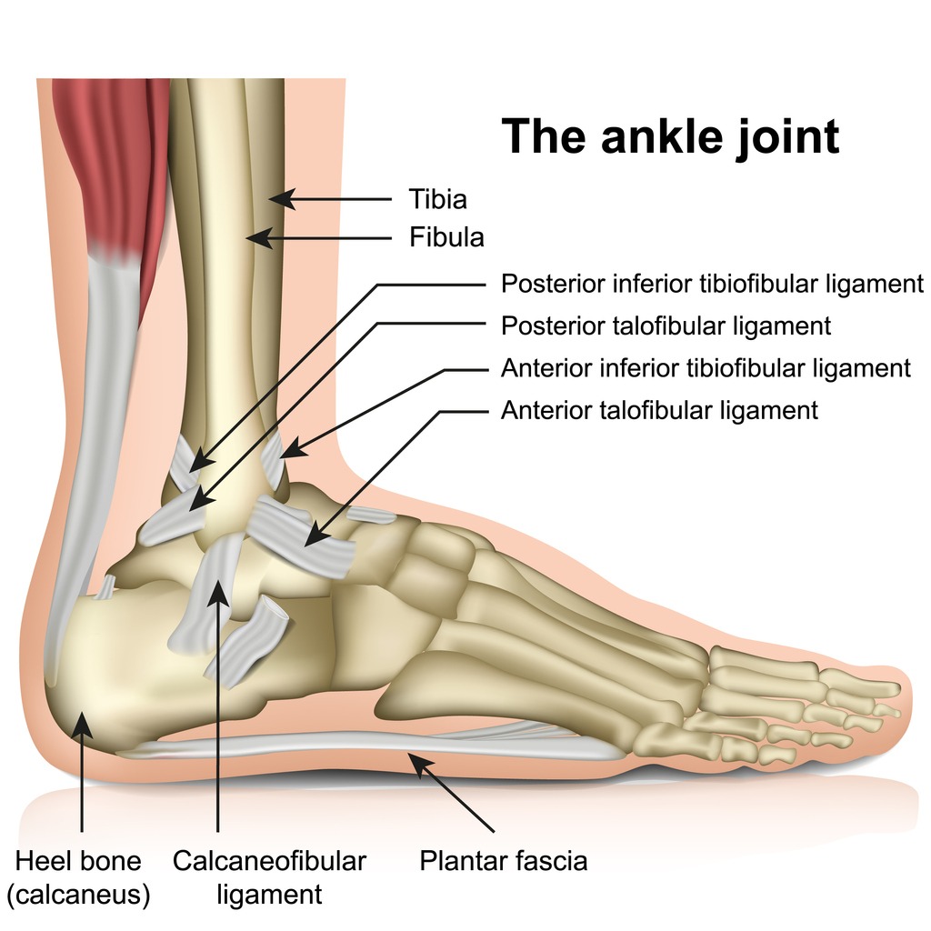 Ankle joint diagram