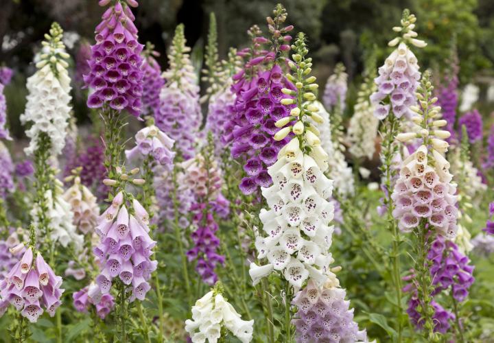 Foxglove flowers in a field- pediatric brain tumor, medulloblastoma, clinical trial with drug from plant.