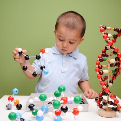 Child looking at DNA model.
